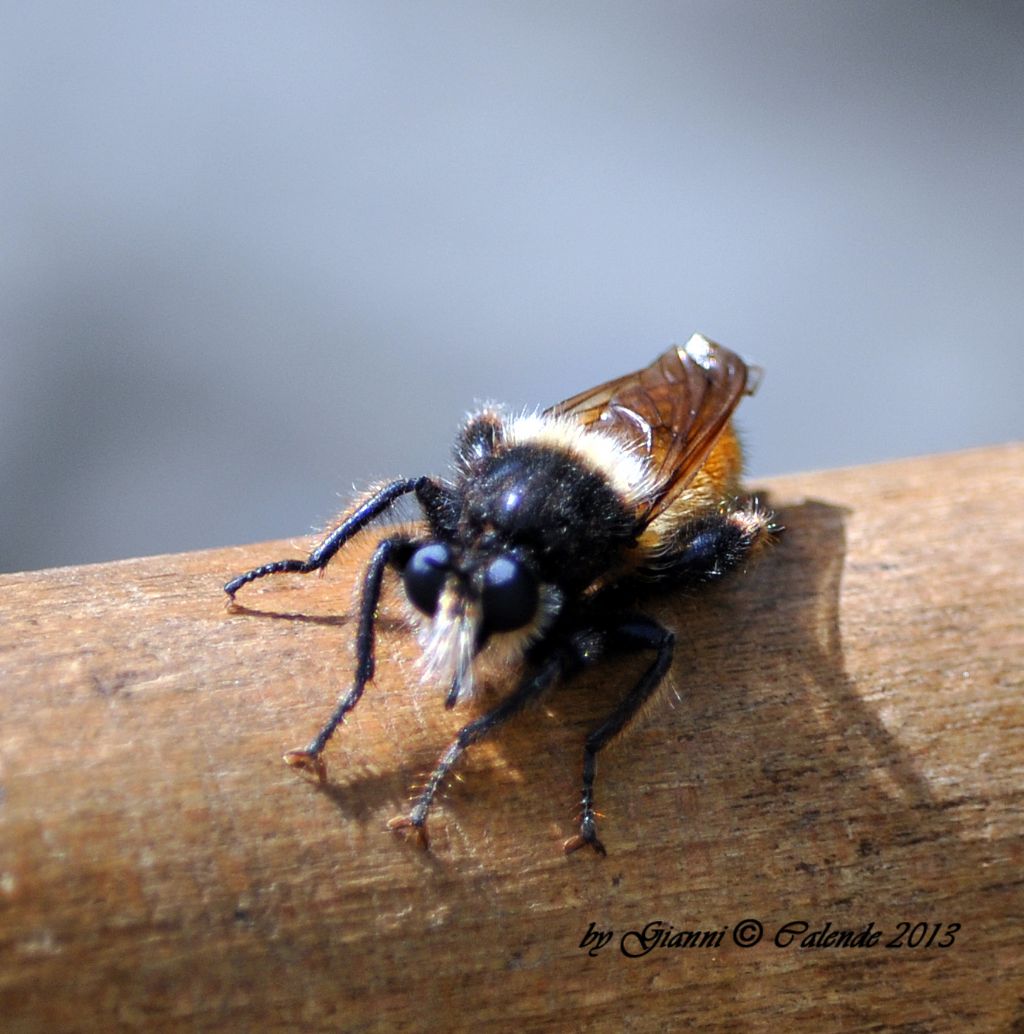 Laphria flava